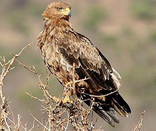 Schreiadler, Lesser Spotted Eaagle, Aquila pomarina